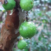 Plinia cauliflora (Mart.) Kausel